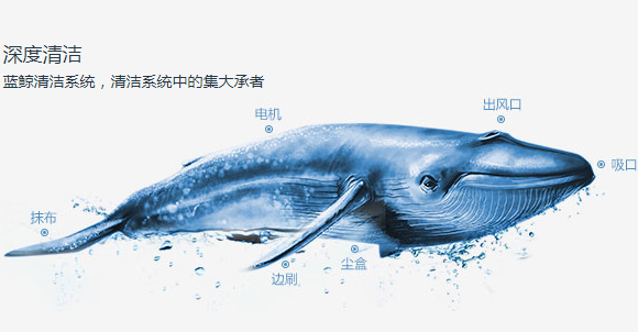 蓝鲸身体部位分解图图片